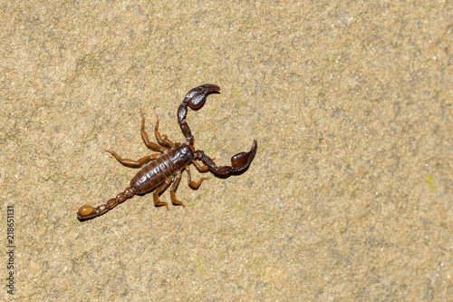 Red scorpion on a stone, top view