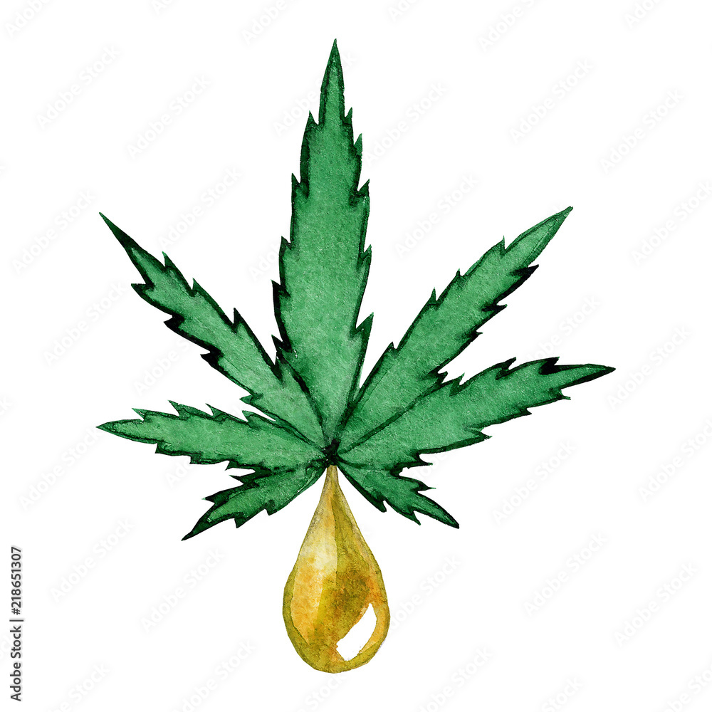 Cannabis oil extracting from marijuana leaf. Hemp oil (hempseed oil).  Watercolor hand drawn botanical illustration isolated on a white background. 