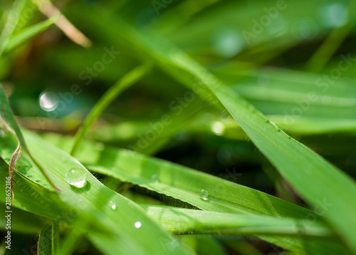 Drops of water on the green grass after rain, macro