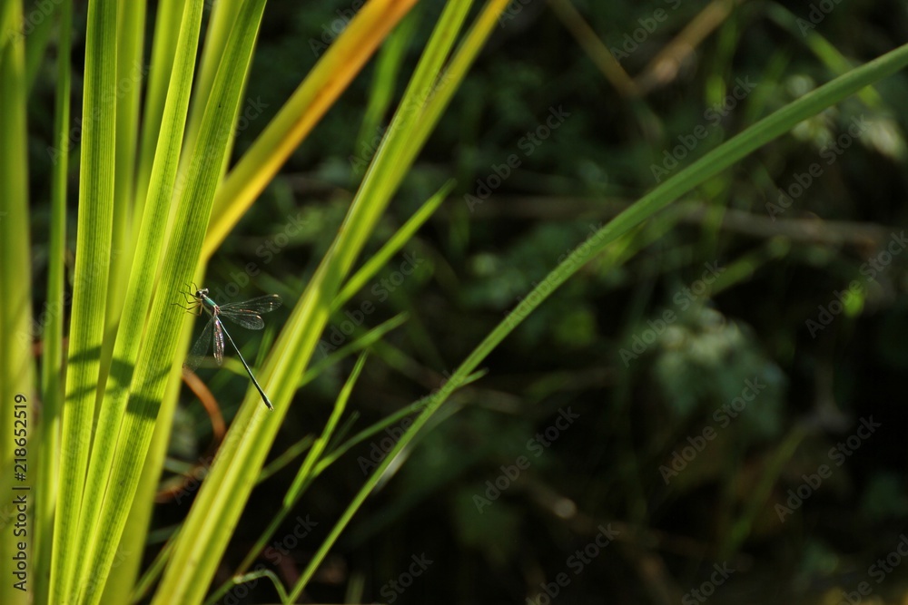 Gemeine Weidenjungfer (Chalcolestes viridis) an Schwertlilie
Gemeine Weidenjungfer (Chalcolestes viridis) an Schwertlilie
