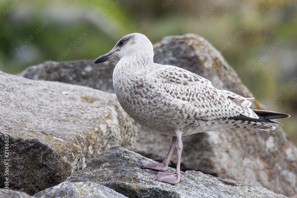 Young seagull on rocks in Chausey island France Young seagull on rocks in Chausey island France