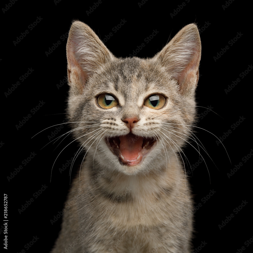 Funny Portrait of Happy Kitten Stare with smile broadly on Isolated Black Background, front view