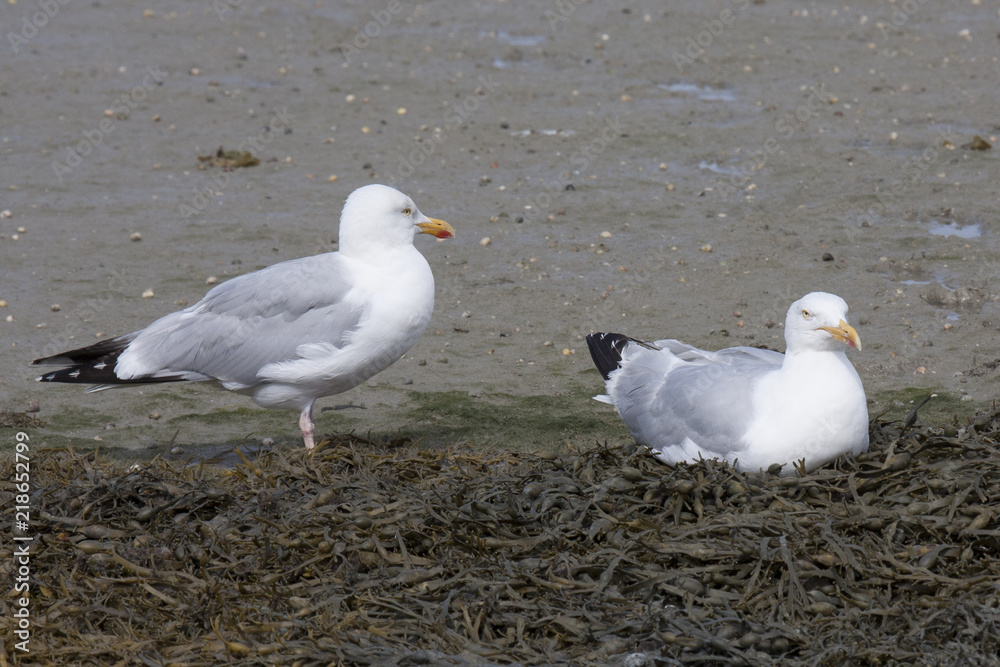 seagull on the beach in Chausey island France seagull on the beach in Chausey island France