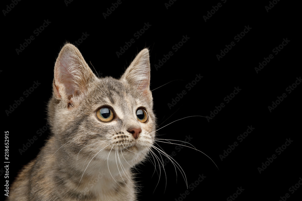 Portrait of Tortoise Fur Kitten Stare with big eyes on Isolated Black Background, profile view