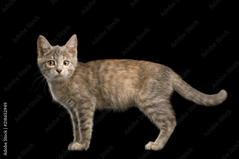Cute Tortoise fur Kitten Standing and looking with funny eyes on Isolated Black Background