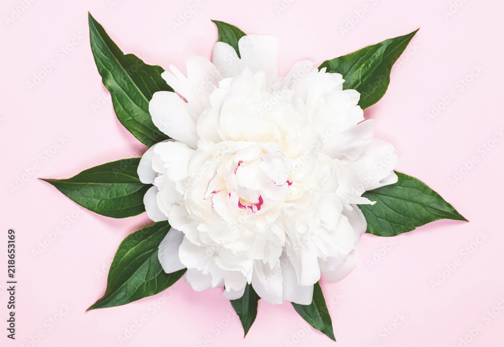 White peony flower and leaves on pastel pink background. Top view. Flat lay.