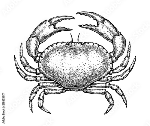 Ink sketch of edible crab