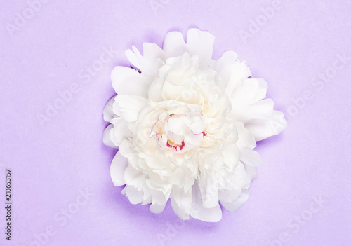 White peony flower on purple background. Top view. Flat lay.