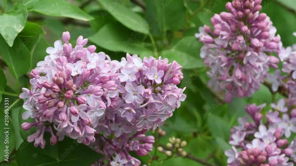 close up of lilac flowers during the spring season close up of lilac flowers during the spring season