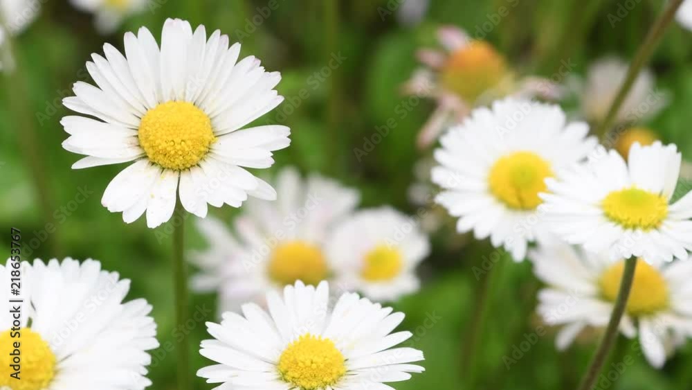 closeup of beautiful daisies in the garden swaying in the wind. Selective focus closeup of beautiful daisies in the garden swaying in the wind. Selective focus