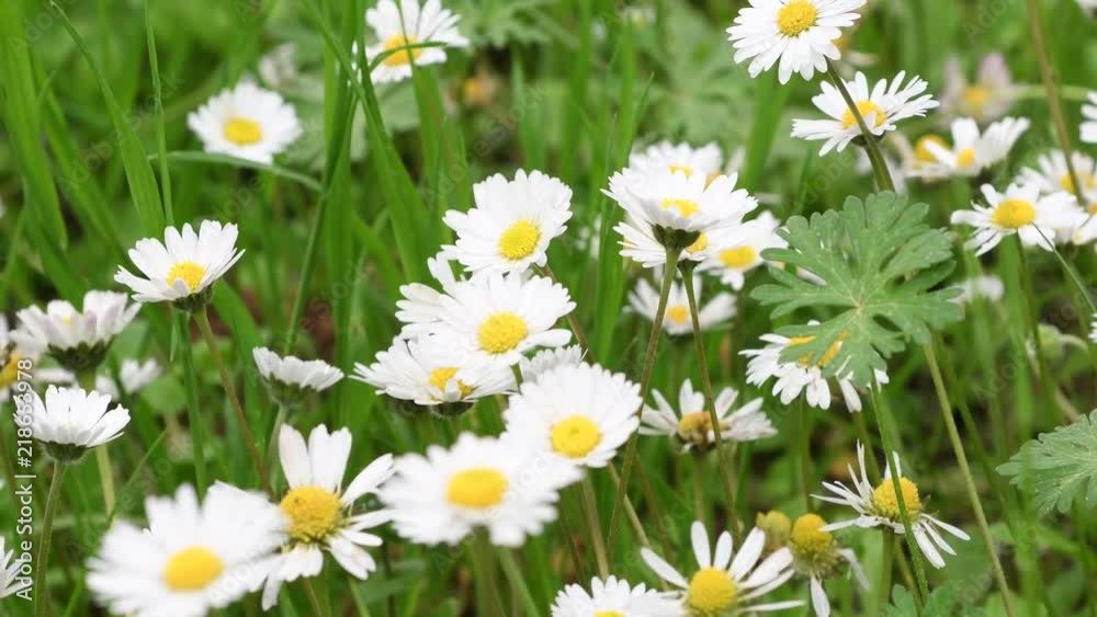 beautiful daisies in the garden swaying in the wind. beautiful daisies in the garden swaying in the wind.