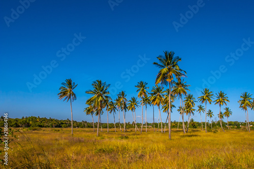 Kenya. Africa. Palm trees grow in the field. Palm trees against the blue sky. The nature of Kenya. African trees.
