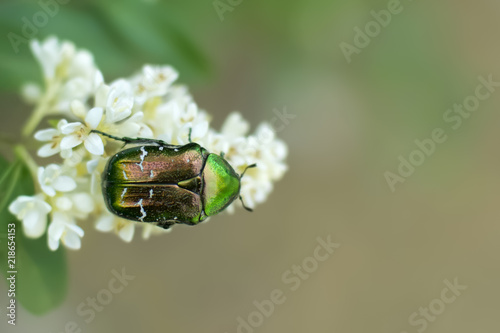 letive green shiny beetle sits on a white lilac