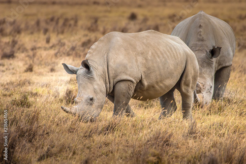 Rhinoceroses. Two Rhinoceroses eat grass. Kenya. Africa. Safari in Africa.