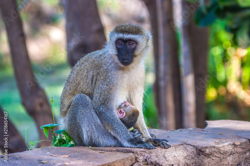 A monkey with a cub. Kenya ...