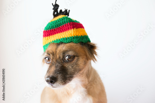 Rastafari hat on a cute mongrel dog