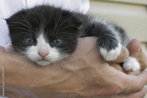 a small kitten lies on the hands of a man
