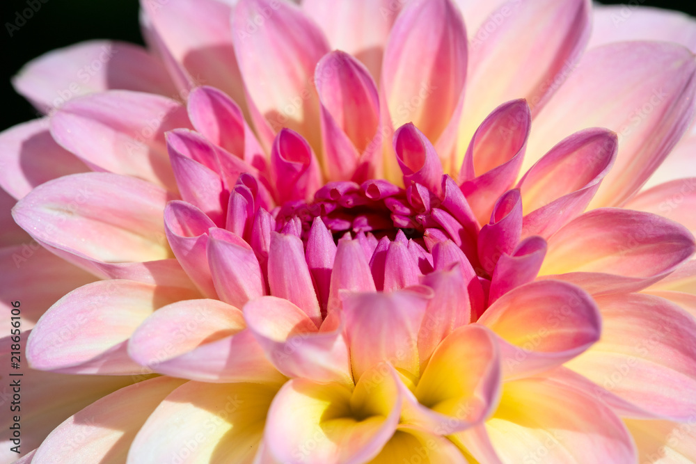 Dahlia flower Dahlia flower