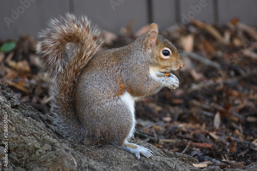 squirrel eating nut © luis
