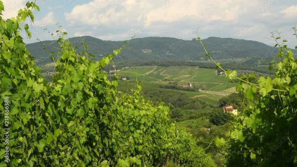 Summer season, green vineyards moving in the wind in Chianti region, Tuscany. Italy