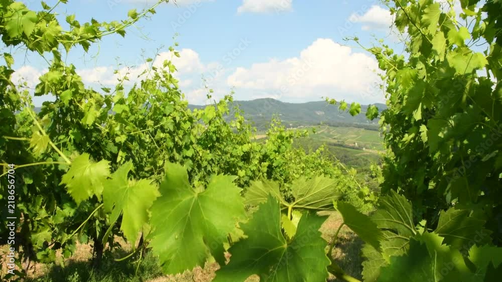 green vine leaves in a vineyard during summer season. Tuscany region in Italy green vine leaves in a vineyard during summer season. Tuscany region in Italy