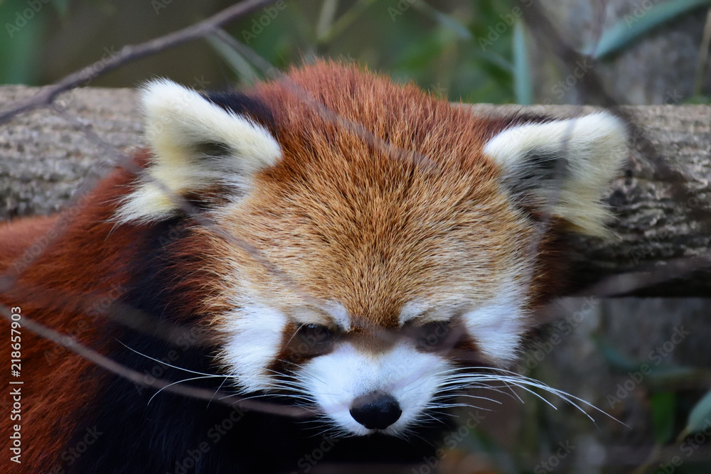 Obraz premium red panda looking down