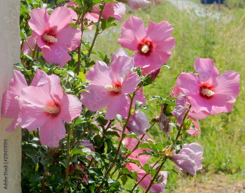 ibisco rosa photo