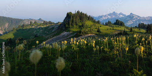 Mazama Ridge with wildflowers at Mount Rainier Washington