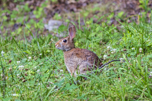 Yard Rabbit © Scott