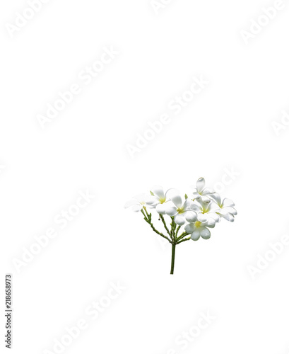 bouquet white plumeria with clip path © InfinitePhoto