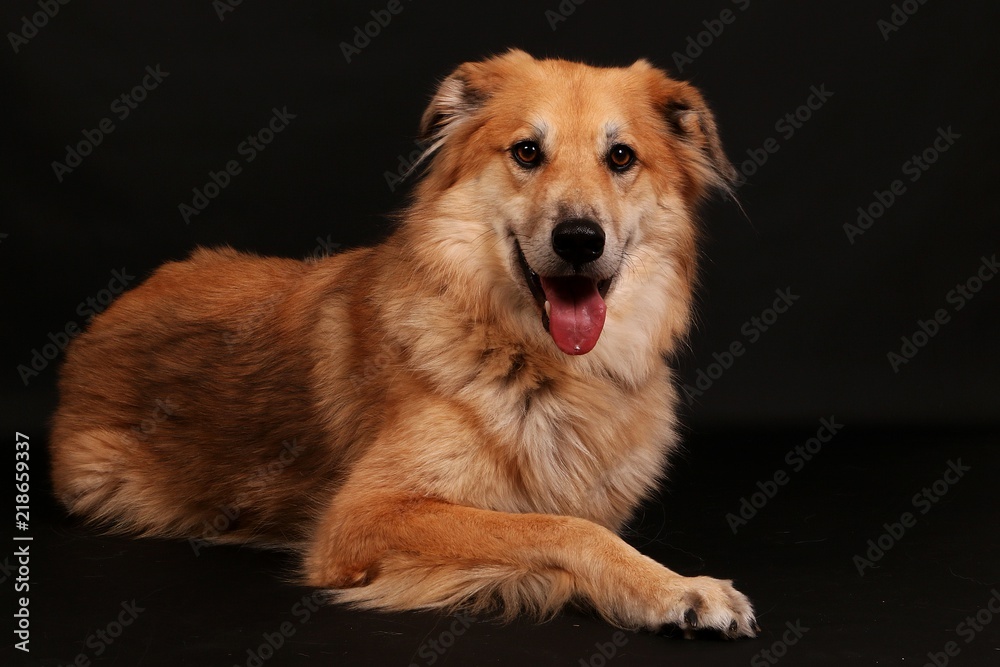 beautiful mixed shepherd dog portrait in the studio beautiful mixed shepherd dog portrait in the studio