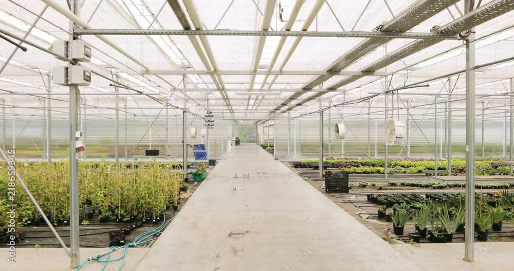 Light industrial greenhouse with even rows of plants inside. Modern farming: growing in an automated greenhouse. Light industrial greenhouse with even rows of plants inside. Modern farming: growing in an automated greenhouse.