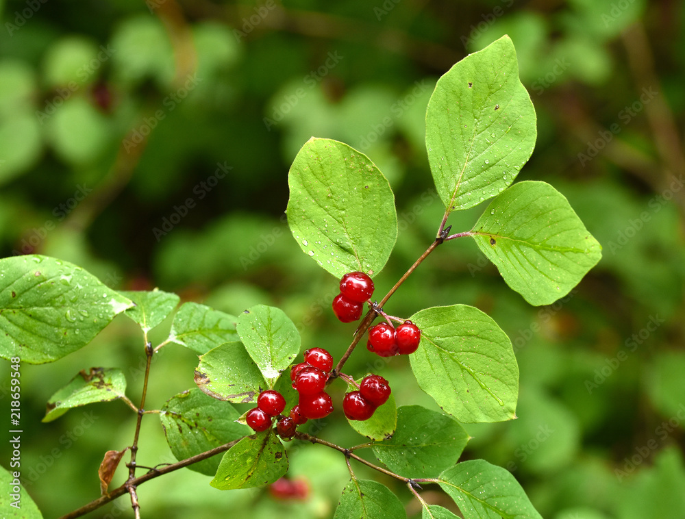 Rote Heckenkirsche, Lonicera xylosteum, Gewöhnliche Heckenkirsche, Rote Heckenkirsche, Lonicera xylosteum, Gewöhnliche Heckenkirsche,