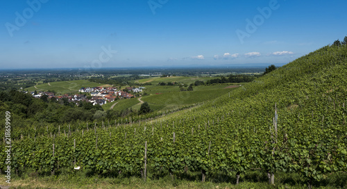 Wallpaper Mural View over the Black Forest to the vineyards of the village Varnhalt near Baden Baden, Germany Torontodigital.ca