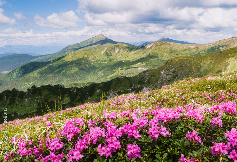 Summer landscape with pink flowers in the mountains