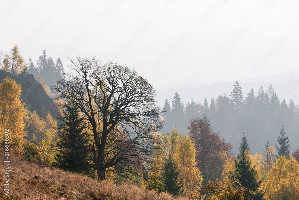 Autumn landscape with a beautiful beech tree