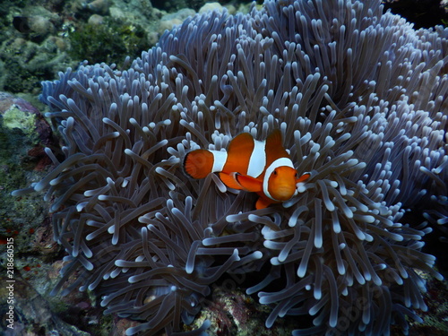 Clownfisch Anemonenfisch Biorock Projct Pemuteran Bali Indonesien photo