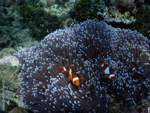 Clownfisch Anemonenfisch Biorock Projct Pemuteran Bali Indonesien