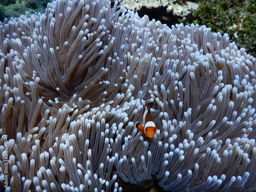 Clownfisch Anemonenfisch Biorock Projct Pemuteran Bali Indonesien photo