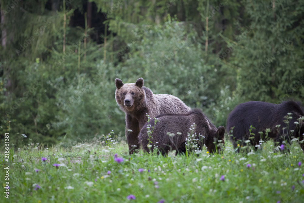 Brown bear Brown bear