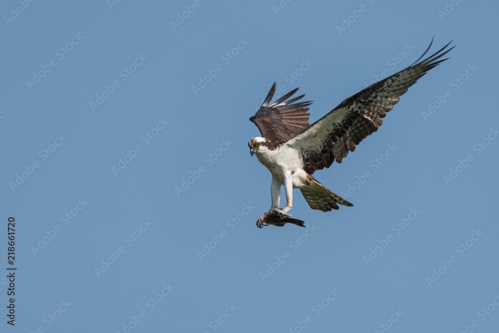 Obraz premium Osprey Clutching Fish