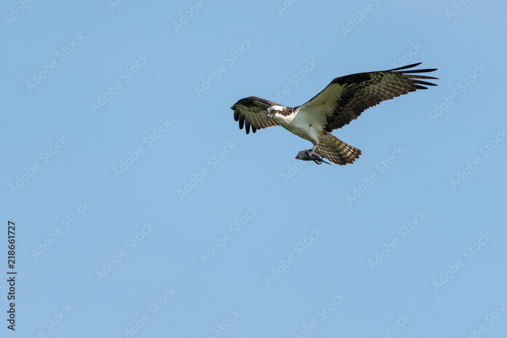 Obraz premium Osprey with Fish