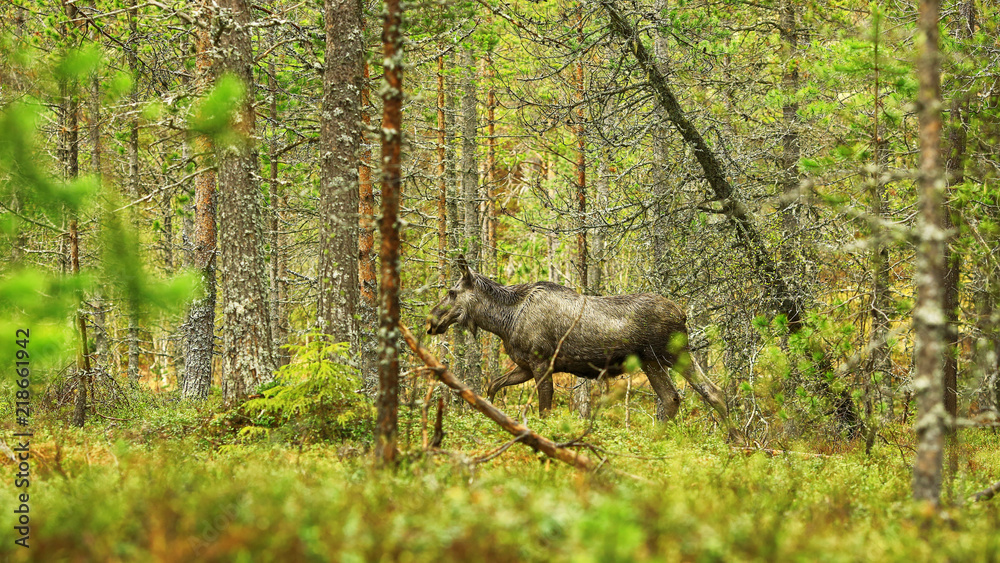 Elk ( moose)