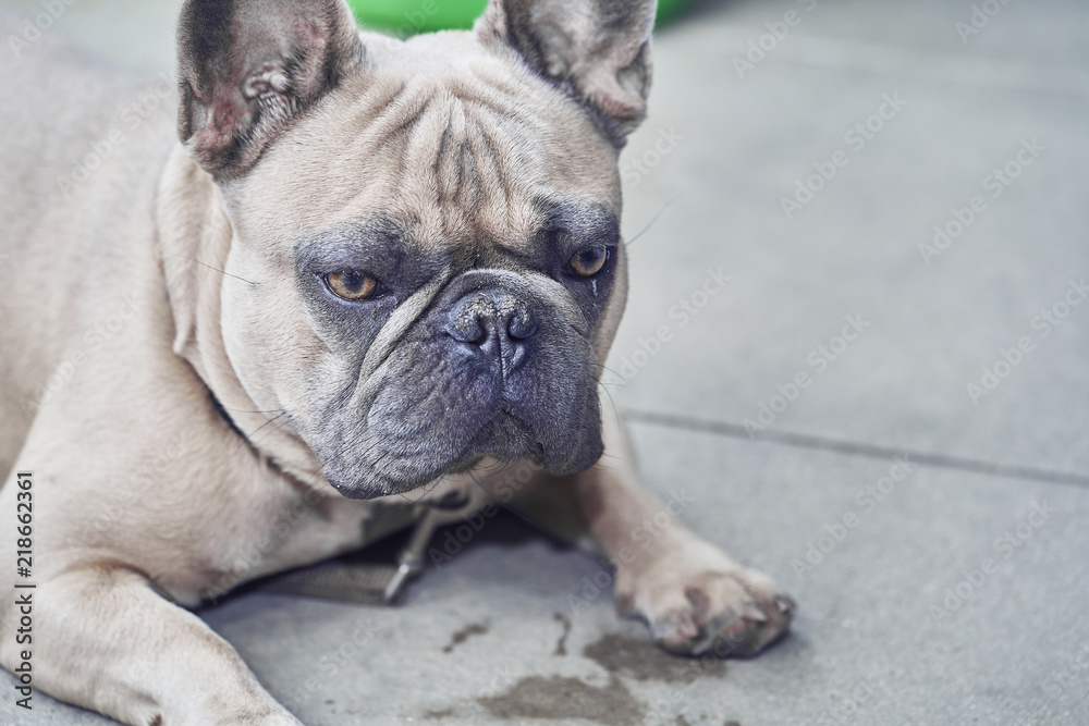 Obraz premium Adorable French Bulldog face