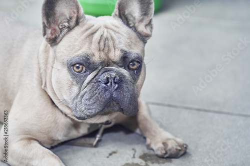 Adorable French Bulldog face © photostocklight
