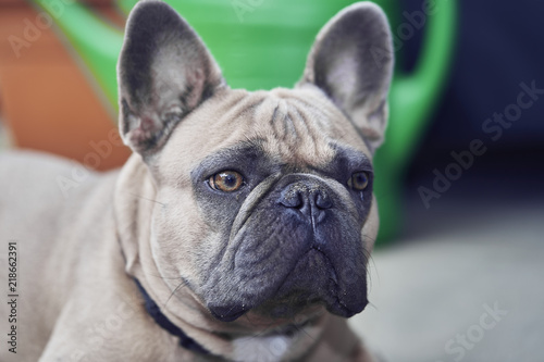 Adorable French Bulldog face © photostocklight