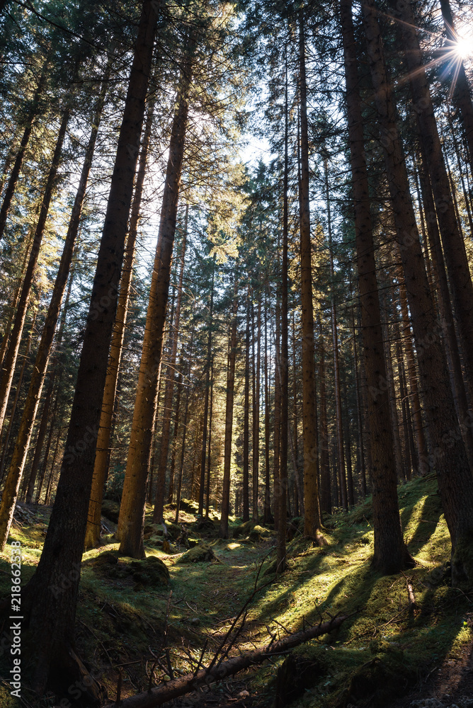 Obraz premium Foresta