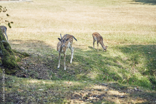 young deer in the forest