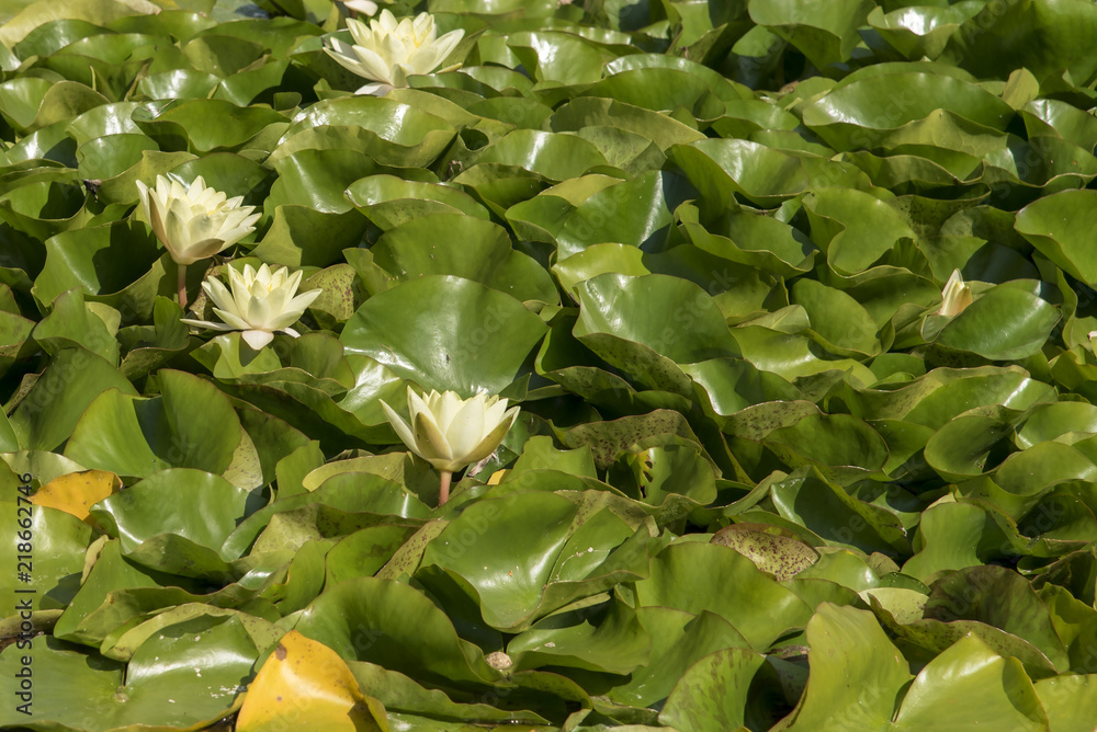 Background of Lily leaves