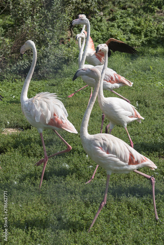 Flock of Pink Flamingos